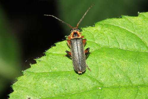 Cantharis nigricans 17847