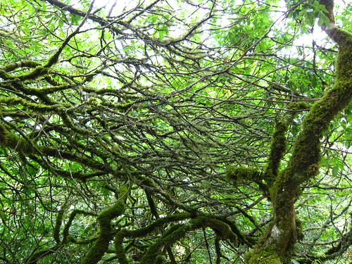 Muir Woods, Coastal Redwoods, green, moss IMG_5009