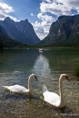 venice italy lake water oasis swans dobiacco flickrunitedaward onlythebestofnature