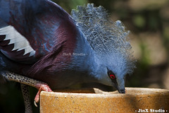 20111127 - KL Bird Park - Western Crowned Pigeon aka Goura Cristata