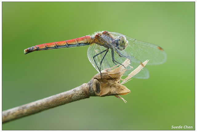 長尾蜻蜓(雌) Sympetrum cordulegaster (Selys, 1883)
