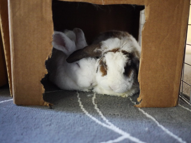 snuggle bunnies