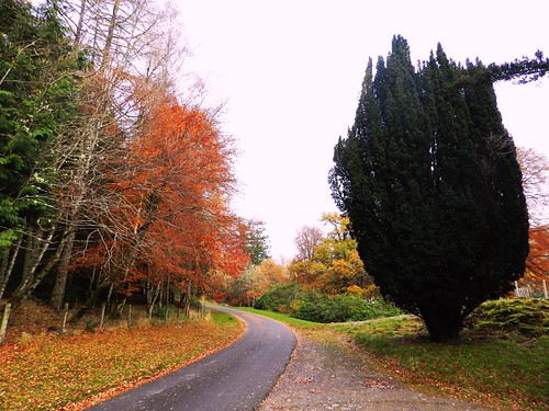 autumn colour leaves carpet still day quiet image cloudy rustic entrance falling variety welcome invergarry allanmaciver
