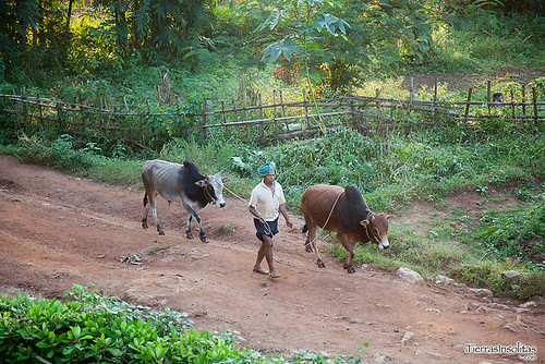 Trekking Kalaw-Inle (día 2) Myanmar