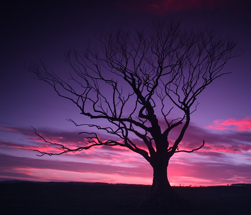 sunset sky cloud tree northumberland fireinthesky