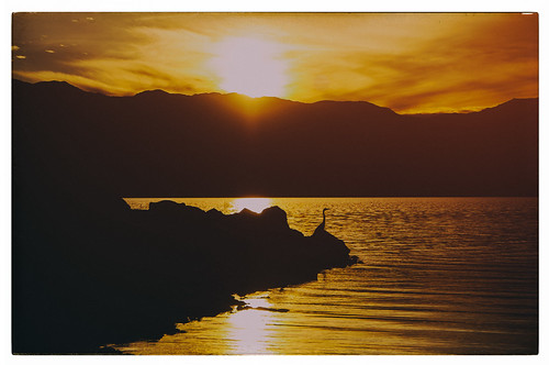 california sunset silhouette coachellavalley greategret saltonsea hss northshoreyachtclub pixelmama sliderssunday googleanalogefex