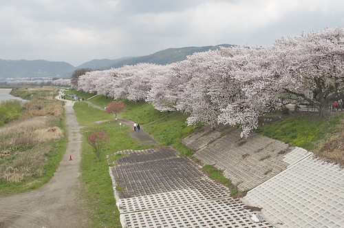 【写真】2014 桜 : 背割堤/2020-12-09/IMGP5760