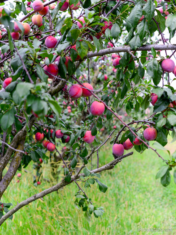 Pine Crest Orchard - Bilpin NSW