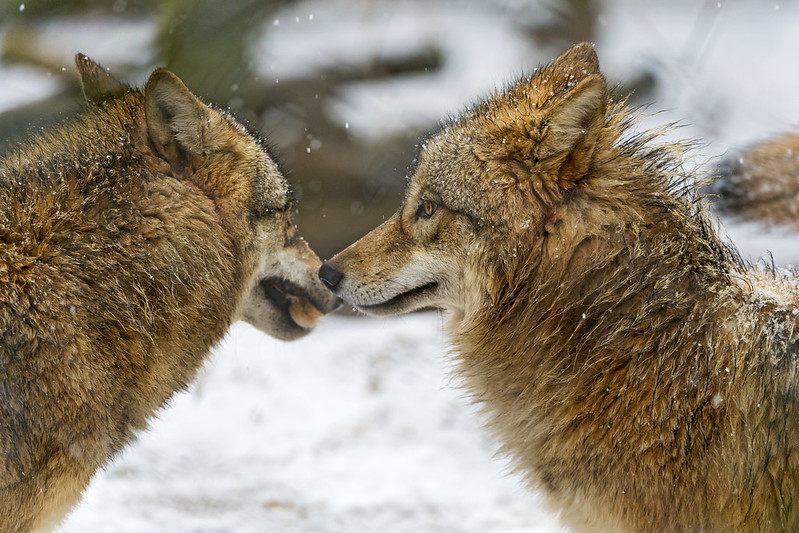 Two wolves nose against nose