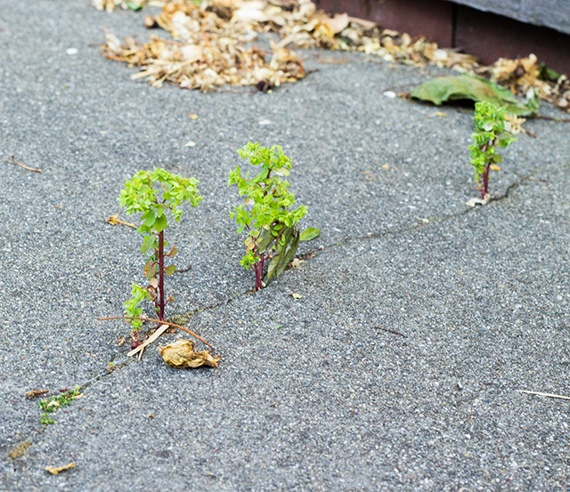 nature will find a way // green shoots pushing up through the sidewalk