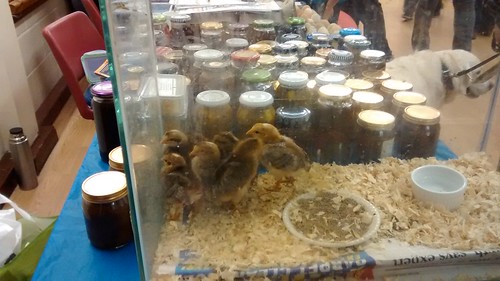 chicks at Ryton Hirings May 14