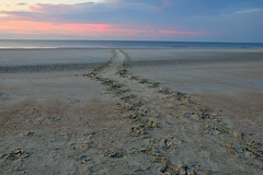 Turtle tracks at sunrise (HDR)