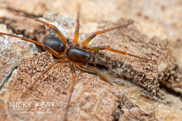 Ground Spider (Zodariidae) - DSC_0650