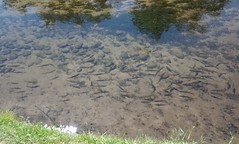Trout by the golf course
