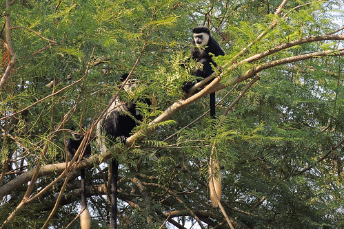 africa summer lake meer zomer afrika uganda primates apen oeganda 2013 cercopithecidae westernregion colobusguereza mantledguereza lakenkuruba oostelijkefranjeaap p7700 nikonp7700 inklaar:see=all burahya