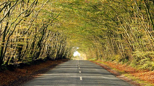 autumn trees somerset avenue nationaltrust beech wellingtonmonument blackdownhills