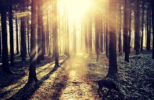 dog sun sunlight nature sunshine forest sunrise landscape switzerland woods shadows