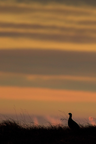 wild bird birds sunrise iso100 northwest unitedkingdom wildlife derbyshire peakdistrict grouse peak moors moor moorland lightroom f63 redgrouse 420mm lr4 1640sec ef300mmf4lisusm14x canoneos5dmarkiii lightroom4