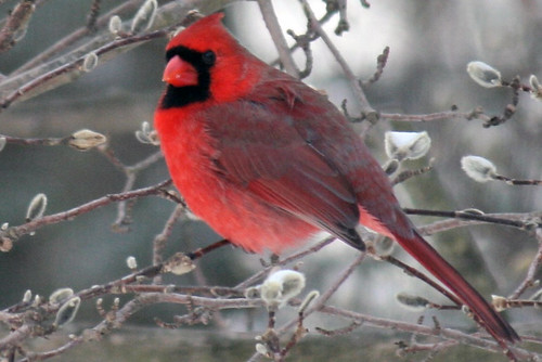 cardinal 047