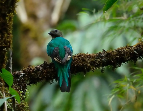 female quetzal resplendent pharomachrusmocinno