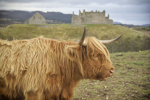 field scotland cow ruins horns pasture highlandcattle select kingussie ruthvenbarracks