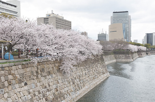 【写真】2014 桜 : 大阪城公園/2021-09-09/IMGP5810