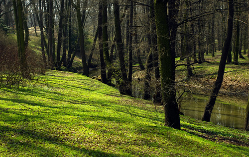park trees green grass poland polska zielony wrocław smallriver lightandshade trawa potok drzewa światłoicień
