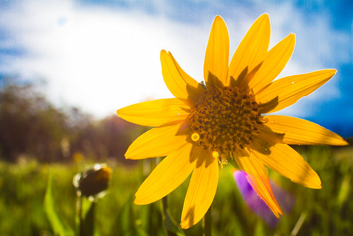 california unitedstates sunflower norcal madriver wildsunflower
