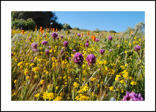 2017 wildflowers 2018wildflowers owlsclover castillejaexserta goldfields lastheniacalifornica californiapoppys eschscholziacalifornica munzranchrd lancaster antelopevalley lacounty california