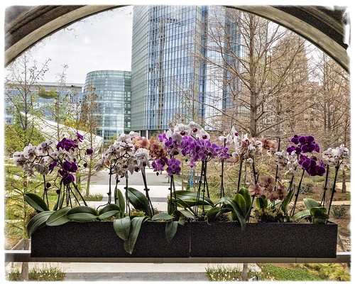 smartphone framed border flowers orchids architecture landscape iphone7plus