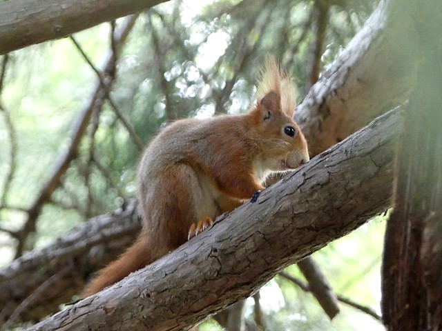 Eichhörnchen, Wilhelma