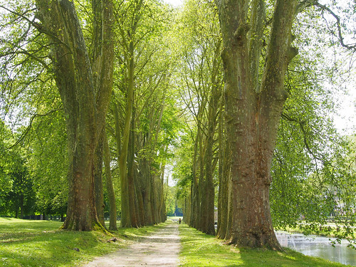 trees france green water îledefrance 1782 planetreeavenue châteaudecourance blinkagain