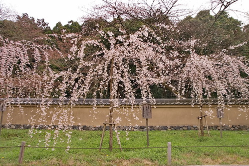 【写真】2013 桜 : 醍醐寺/2021-10-20/IMGP9041