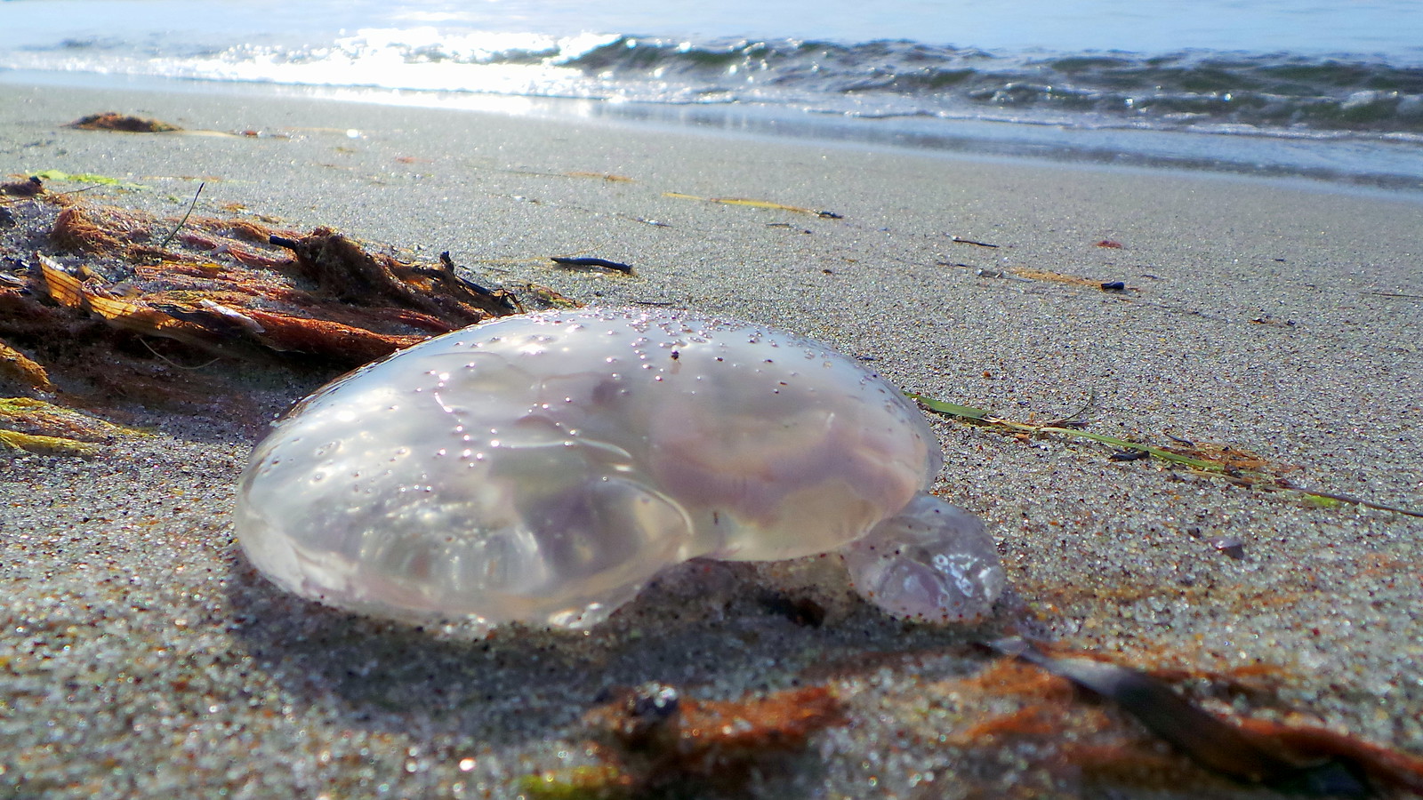 jellyfish at the baltic sea
