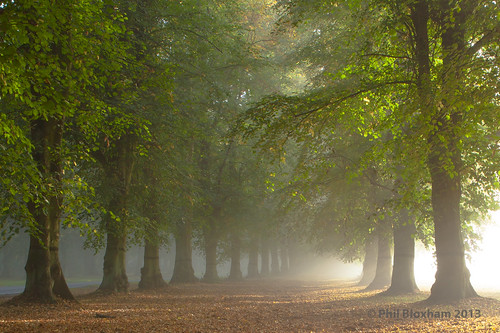 autumn trees mist nature beauty leaves fog forest canon woodland landscape dawn leaf peaceful tranquility serene nationaltrust nottinghamshire daybreak clumberpark dukeries limetreeavenue philblox philbloxham