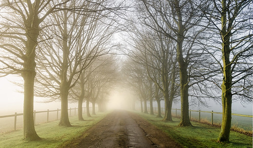 trees winter light fog landscape nikon foggy springhill cotswolds gloucestershire lane d7000 jactoll