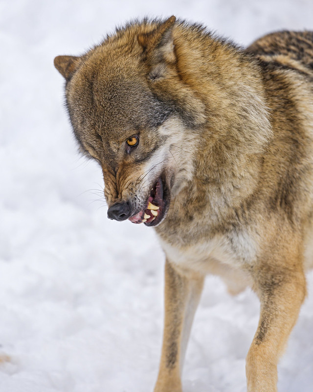 Wolf looking irritated