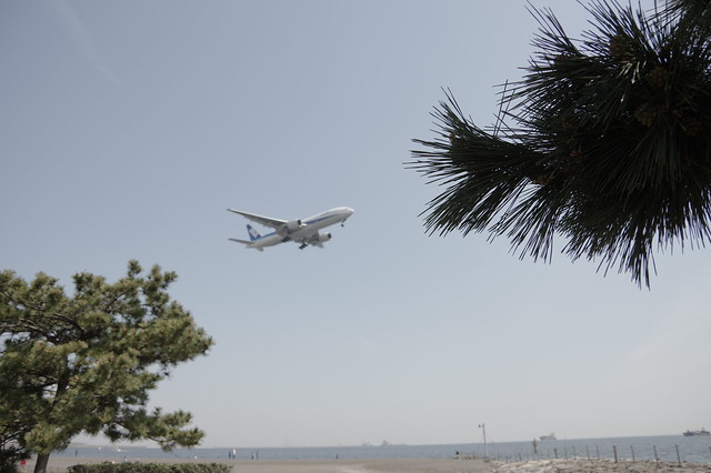 城南島海浜公園で飛行機とねこを撮る。_023