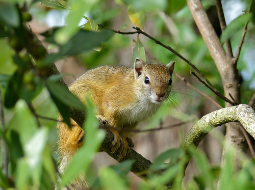 Photograph of a Smith's bush squirrel intently gazing at the camera. 
