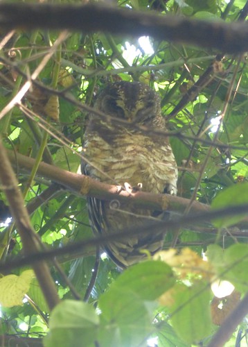 birds aves africa uganda bwindiimpenetrableforestnationalpark owl woodowl africanwoodowl strixwoodfordii