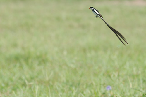africa bird inflight pin african wildlife flight ghana tailed dodowa paulinuk99999 sal70400g whydar