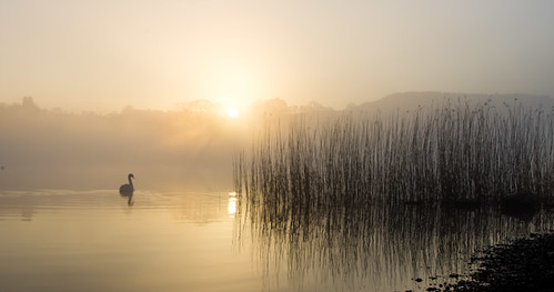 lake silhouette sunrise reeds swan pentax district valley k5 hawkshead esthwaite