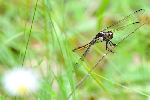 ontario canada female insect dragonfly cottage skimmer frontenac arthropod desertlake odonata perching slatyskimmer libellulaincesta odonate