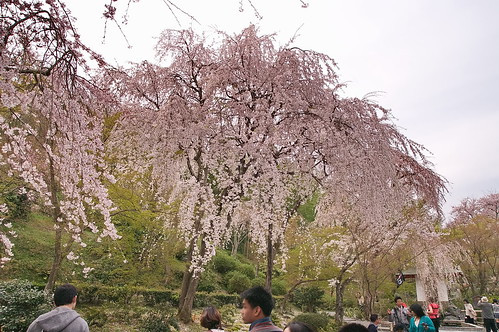 【写真】2013 桜 : 天龍寺/2020-06-17/IMGP9611