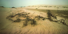 Gloomy Desert