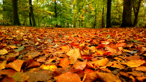autumn leaves forest nokia carlzeiss pureview nokia808 nokia808pureview