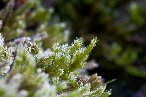 holiday macro sunrise frozen moss frost kettlewell