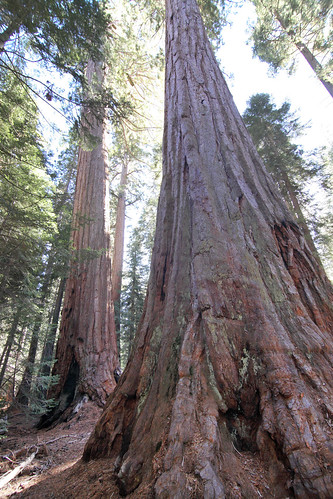 california trees tree nature forest outdoors woods redwood sequoianationalpark trailof100giants
