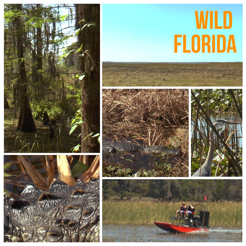 Wild Florida