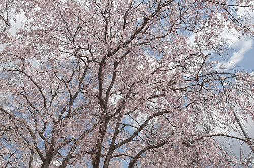 【写真】2014 桜 : 山越周辺/2021-03-24/IMGP5622